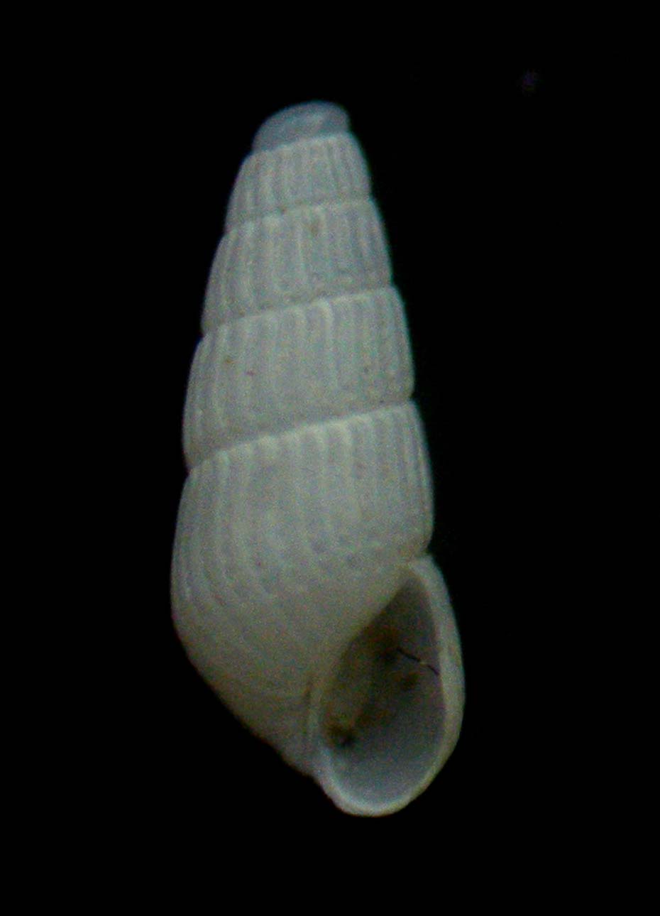 chrysallida